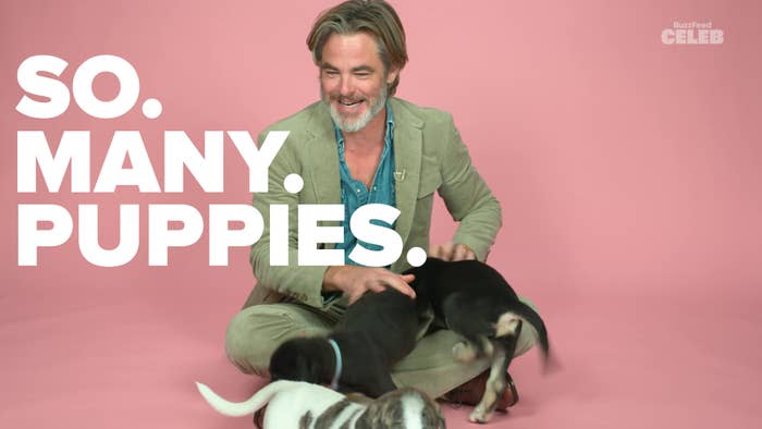 So. Many. Puppies