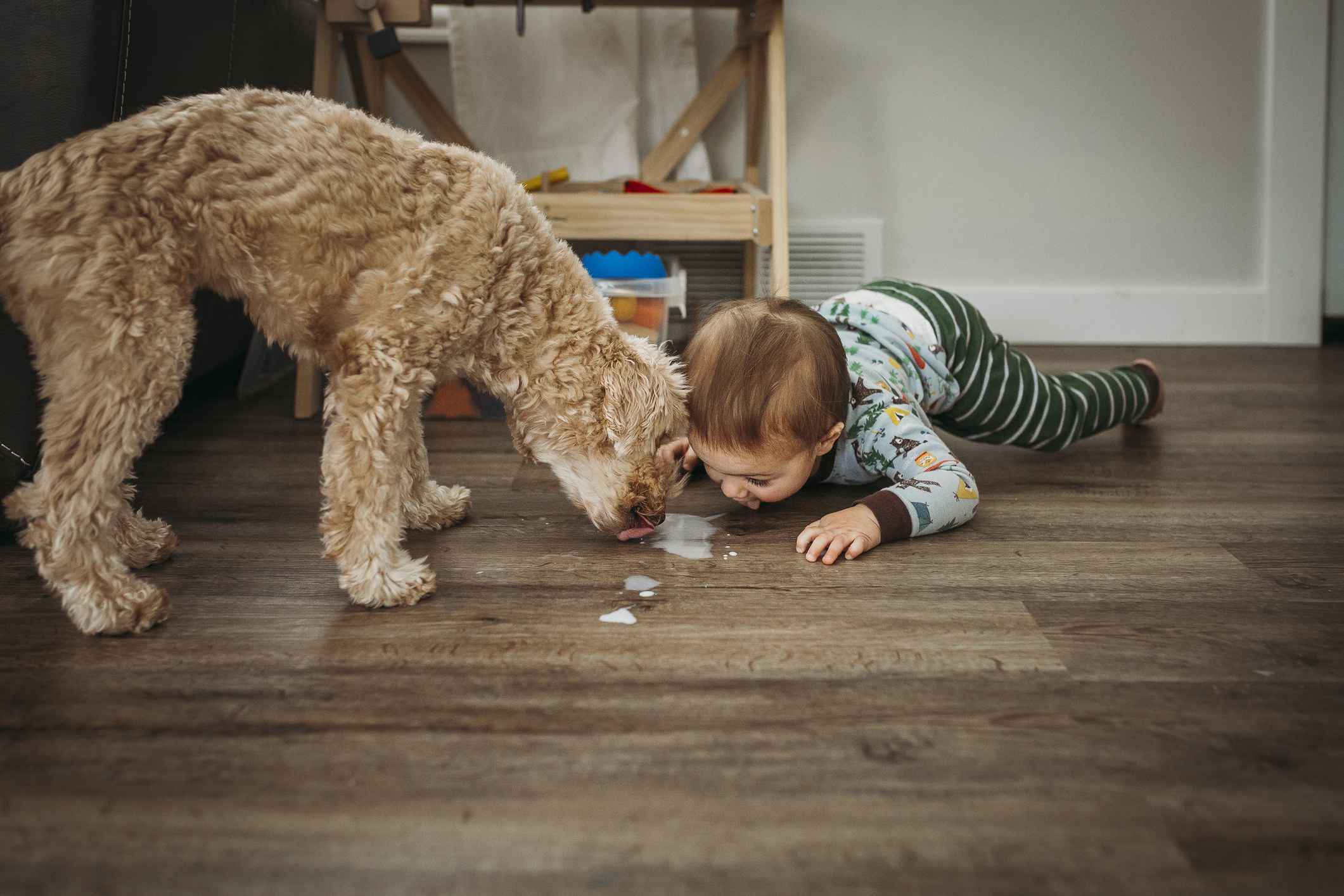 A dog and a child are attempting to lick spilled milk off the floor