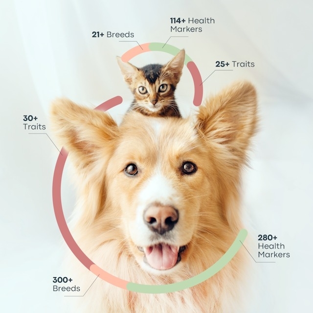 infographic showing what the DNA tests look for: breed, health markers, traits