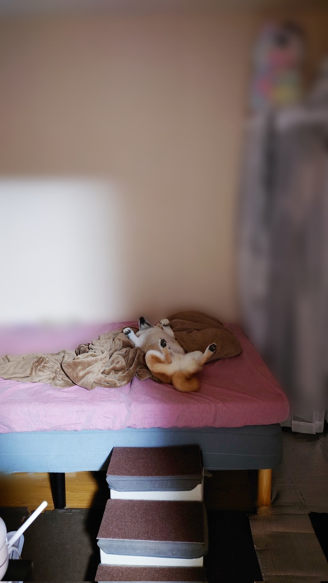 こま次郎さんXアカウントより　ヘソ天