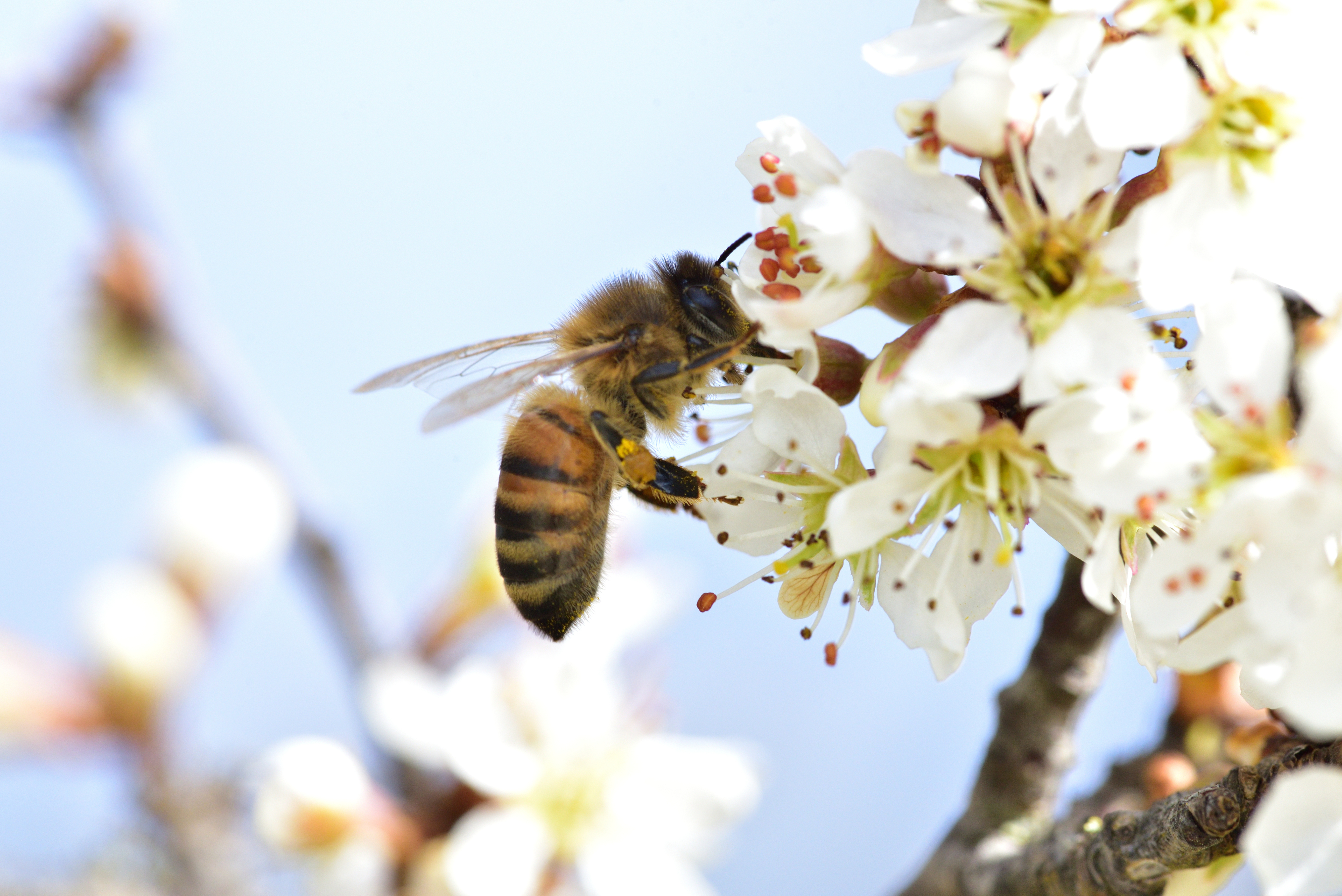 bee in a flower