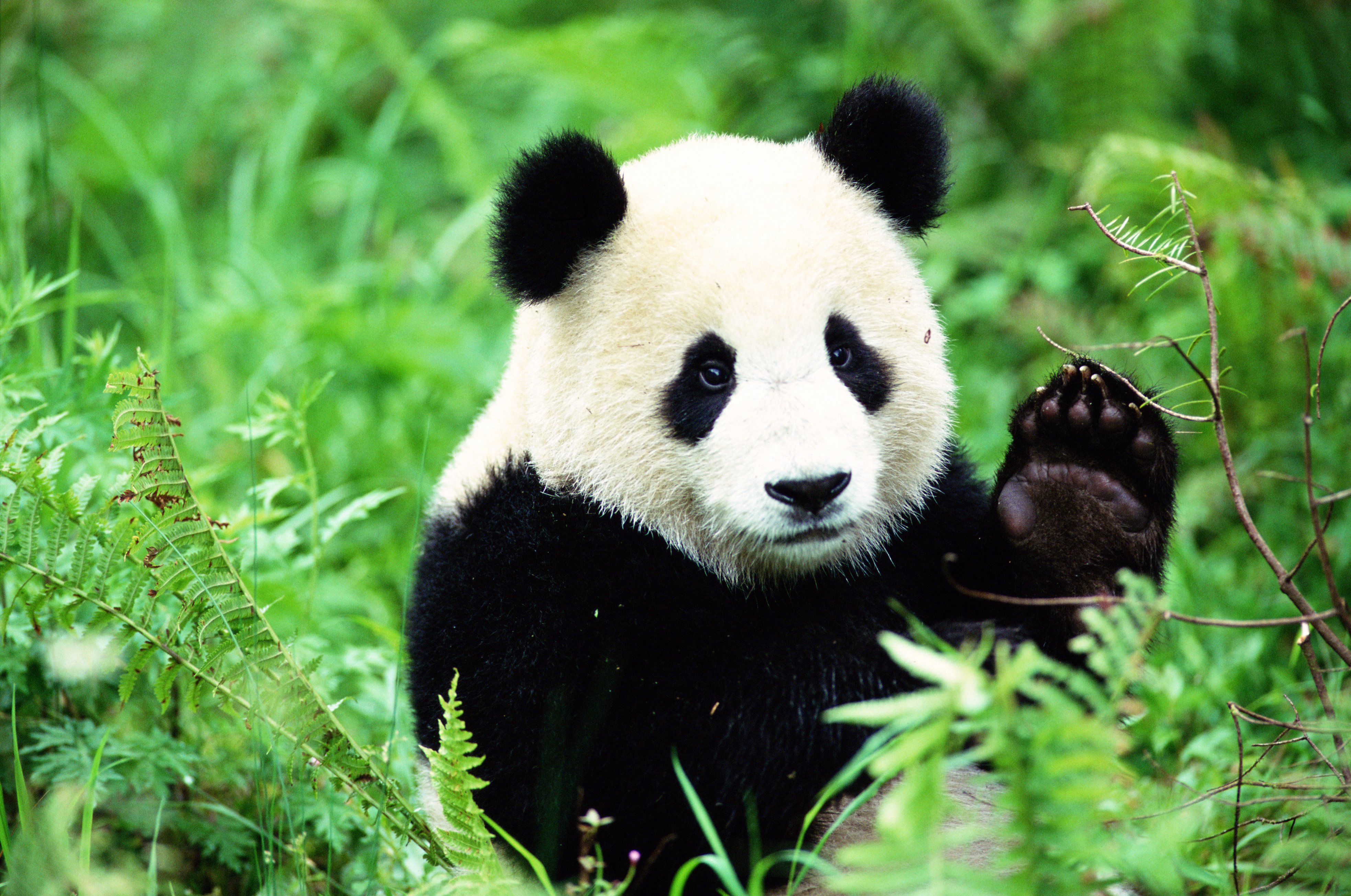 panda in the grass