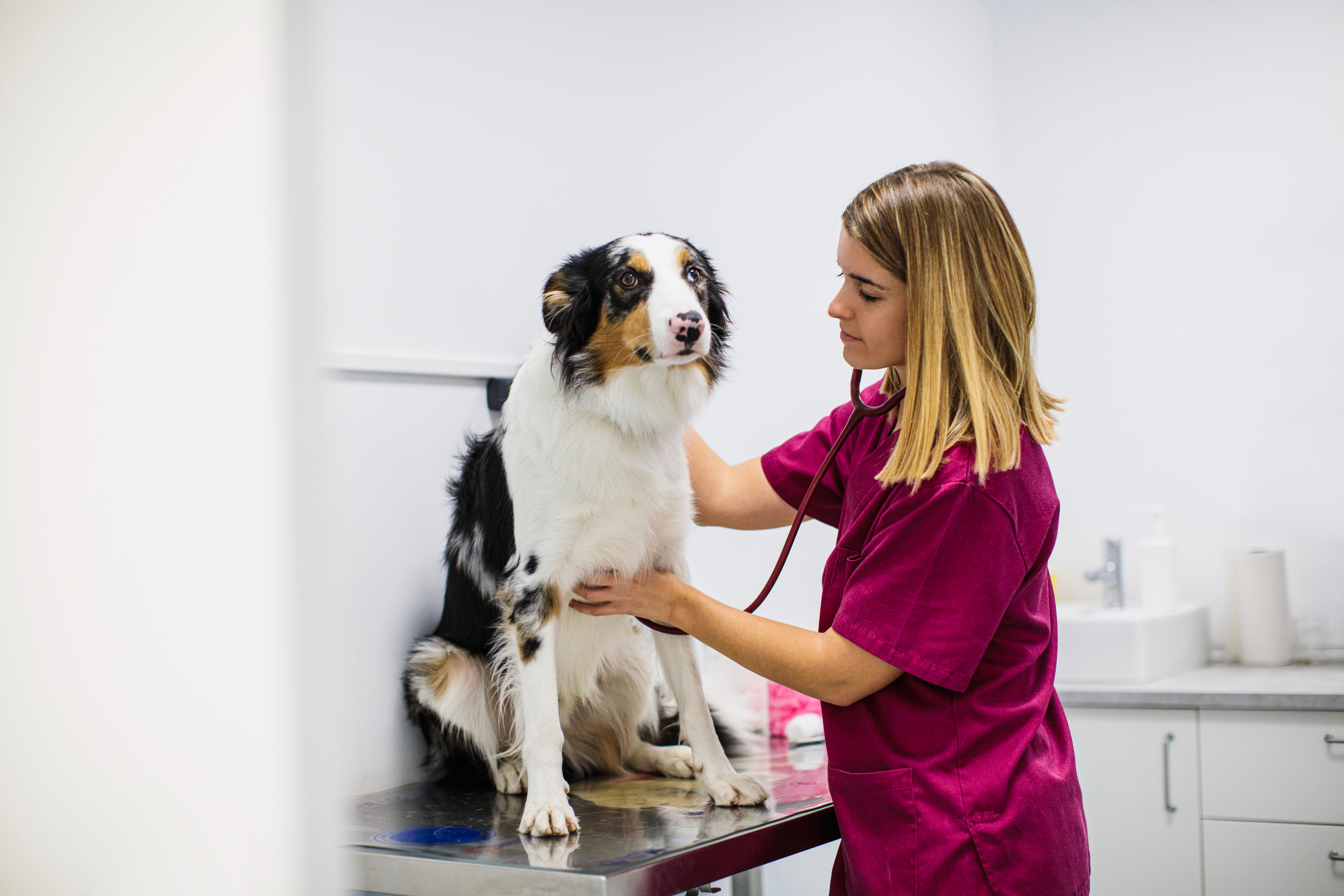 A veterinarian checking a dog