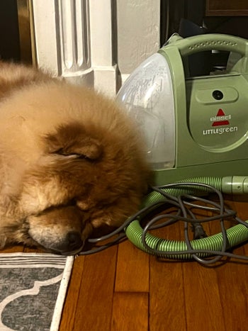 chow chow puppy sleeping next to little green bissel carpet cleaner