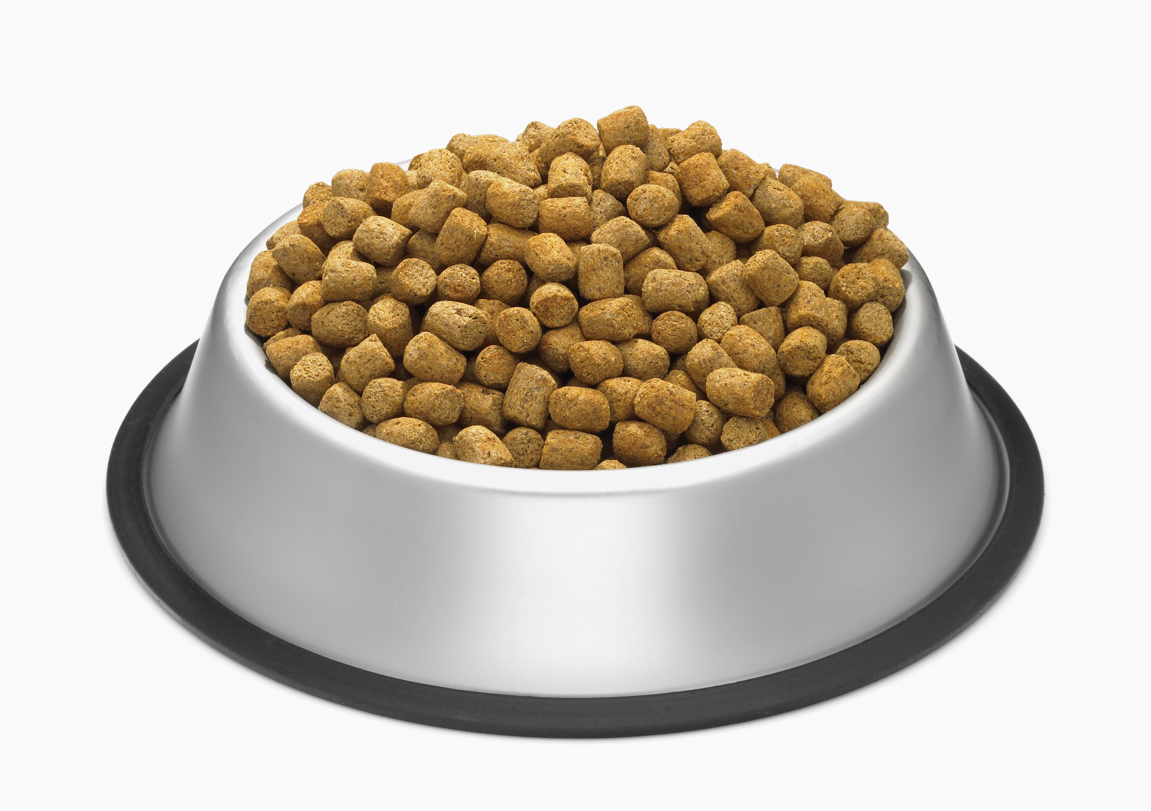a bowl of dog food