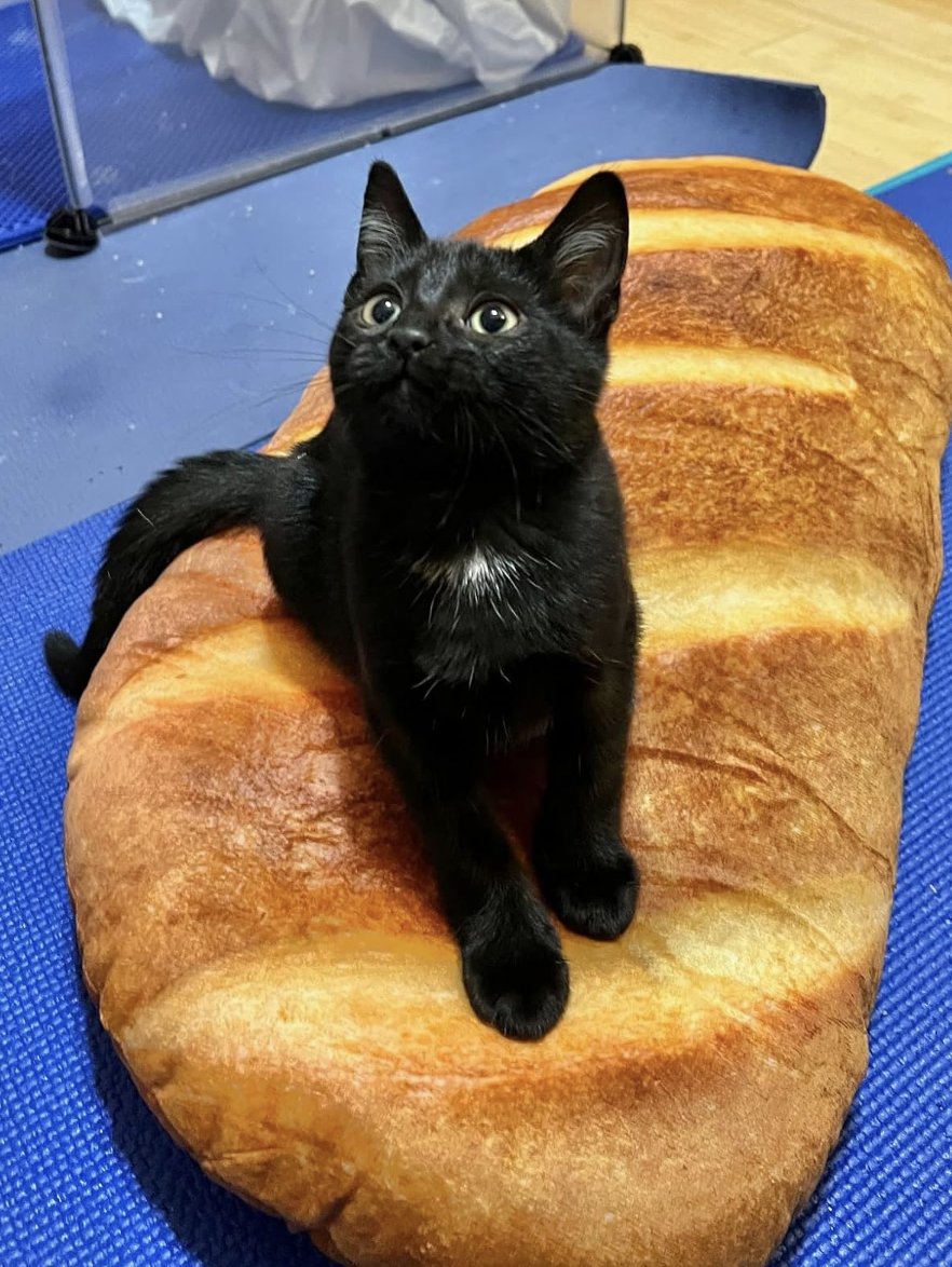 cat resting on the large baguette pillow