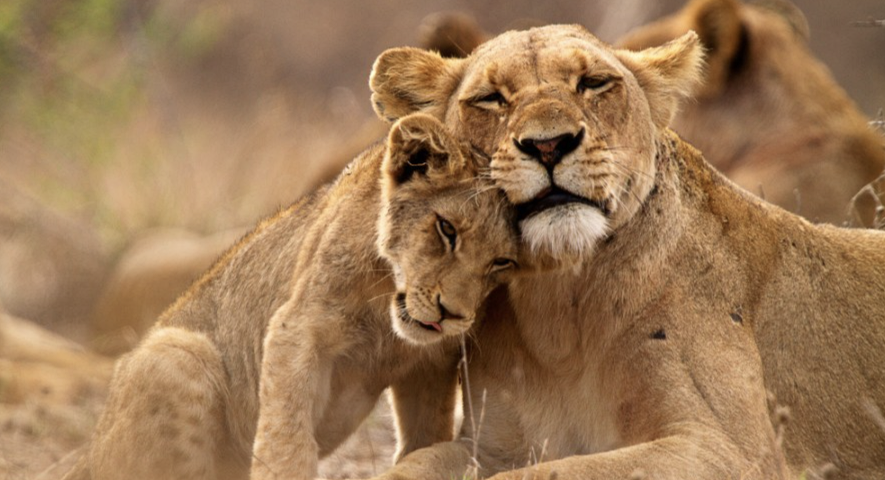 a lion cub rubbing its head on its mom