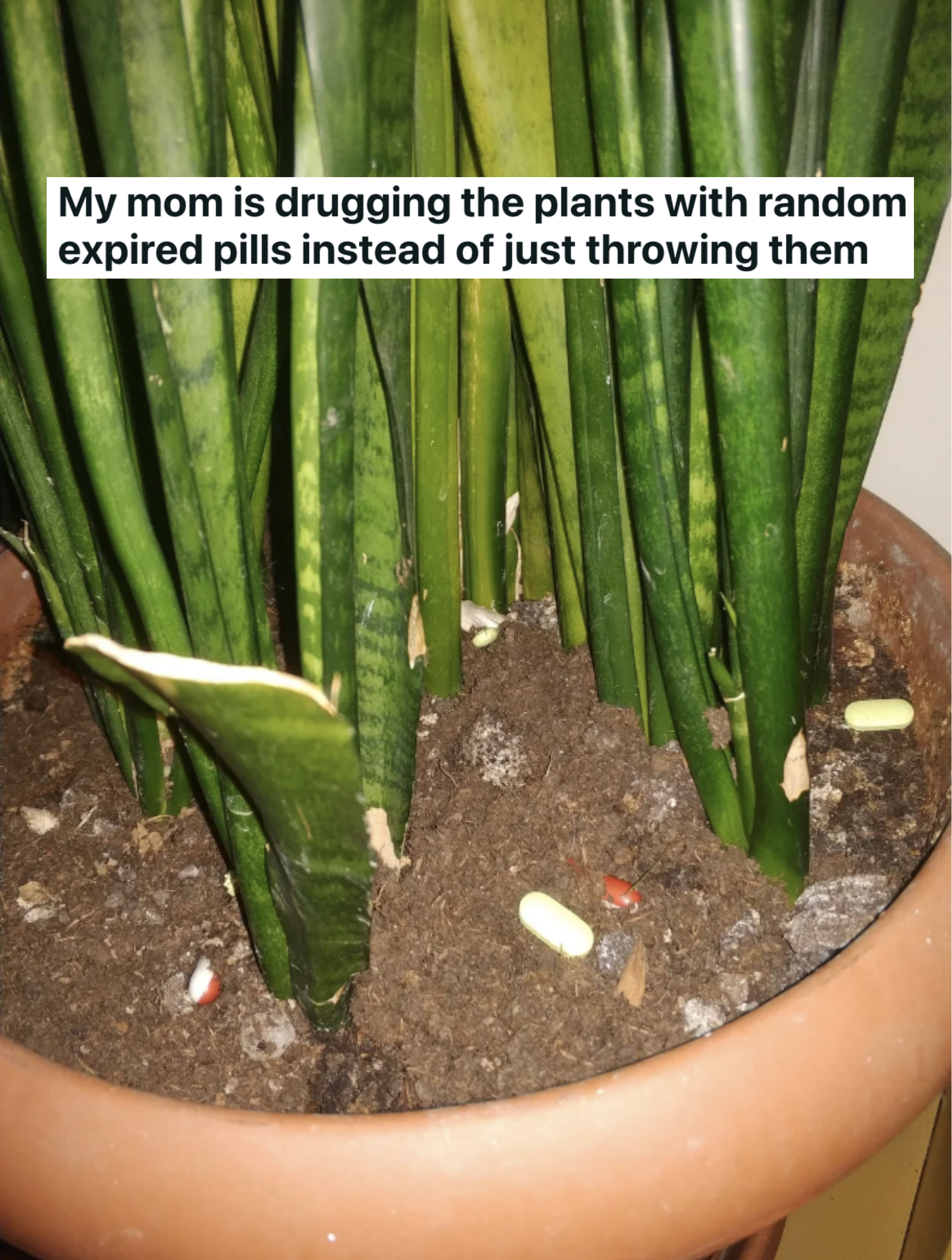 Pills in a planter
