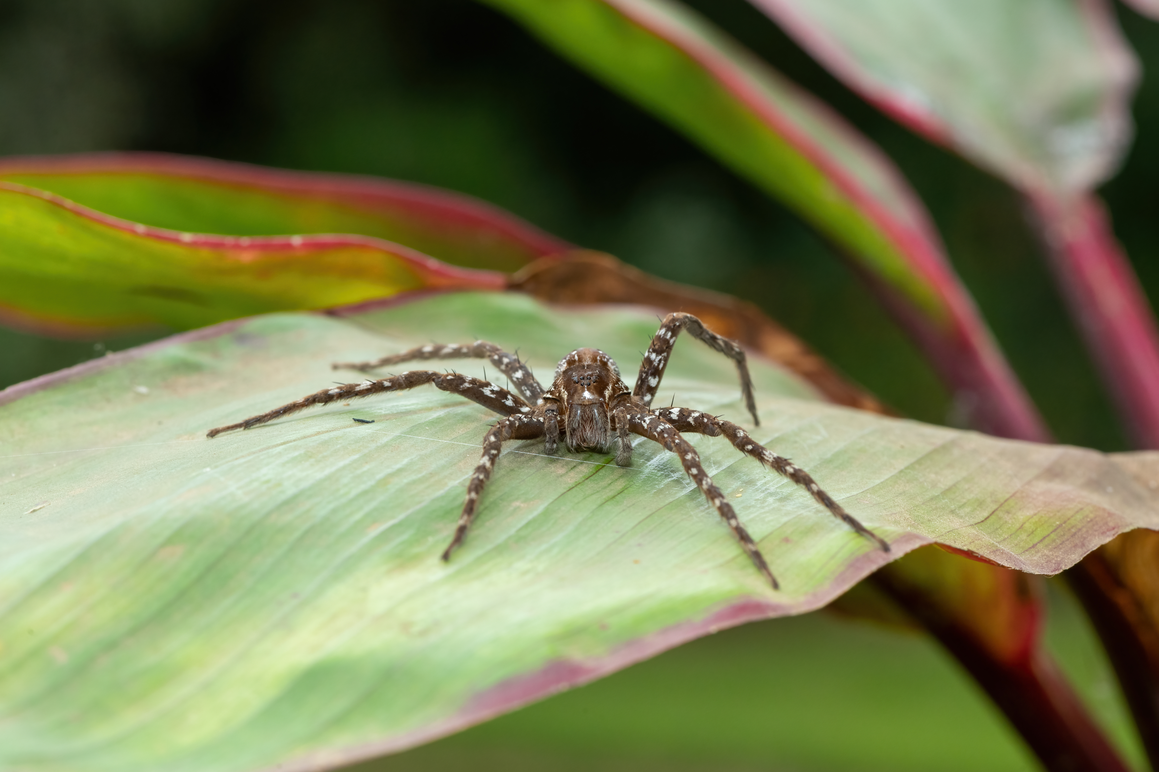 British Man Claims Spider Laid Eggs In Toe During Holiday In France   Sub Buzz 14996 1701168266 1 