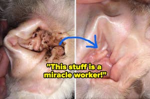 A reviewer's dog's dirty ear before using an antimicrobial ear cleaner and their clean ear after using it