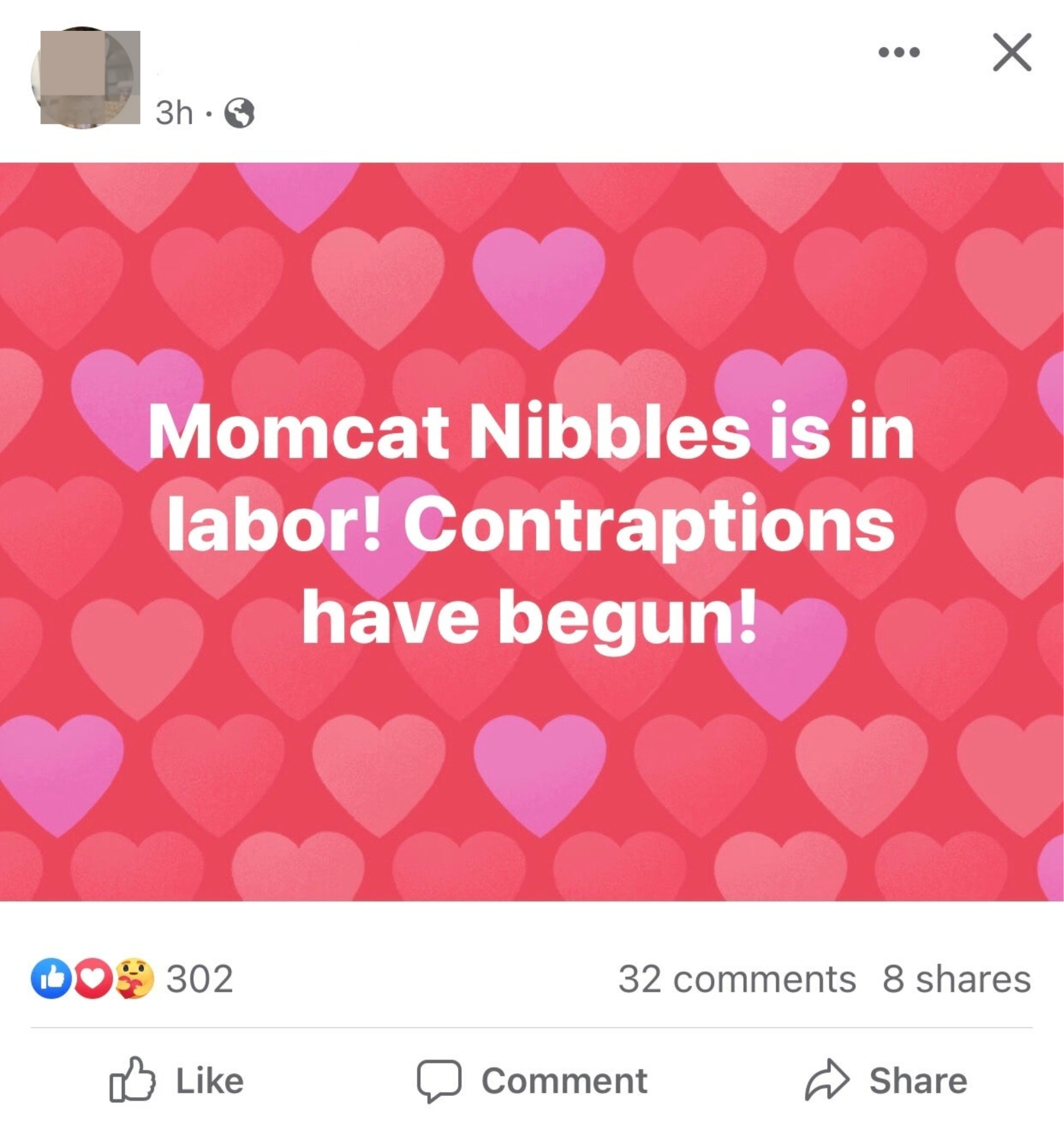&quot;Momcat Nibbles is in labor! Contraptions have begun!&quot;