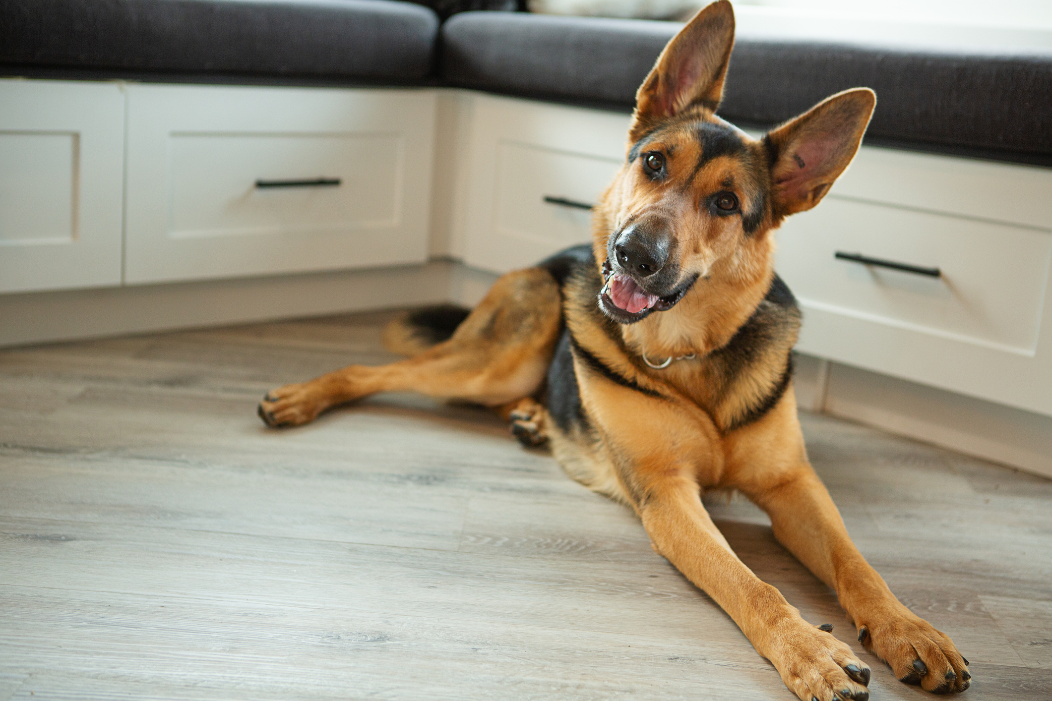 german shepherd