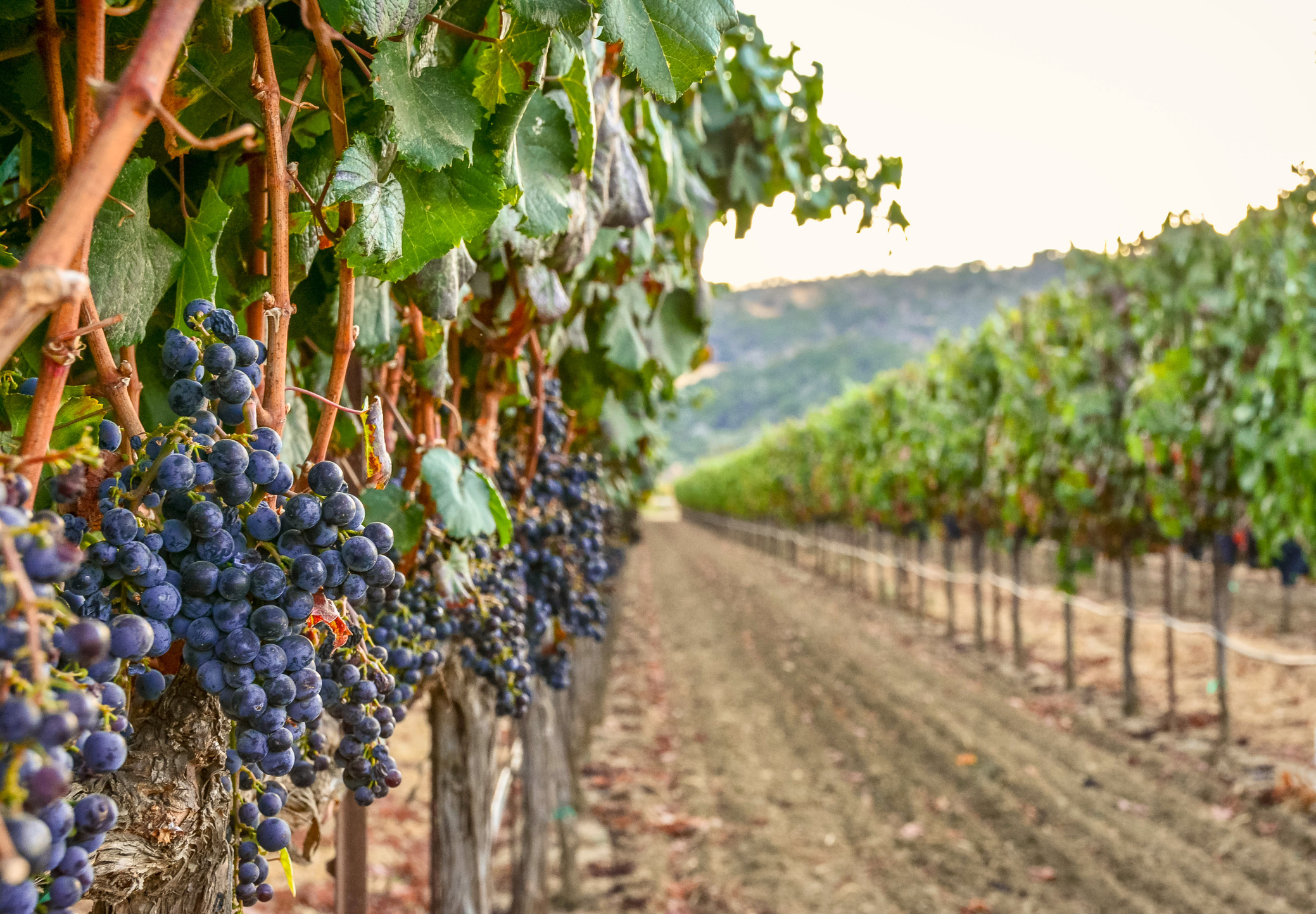 grape vines