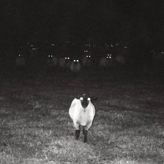 Sheep at night