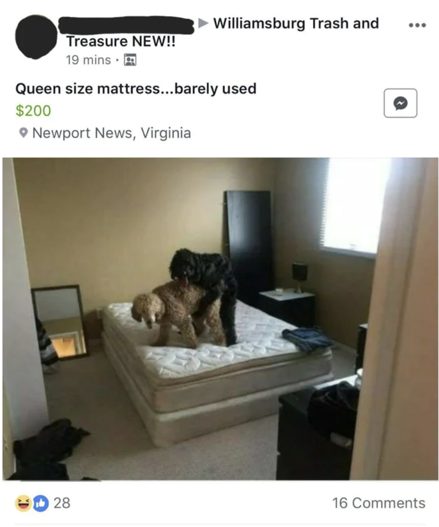 Dogs having sex on a mattress