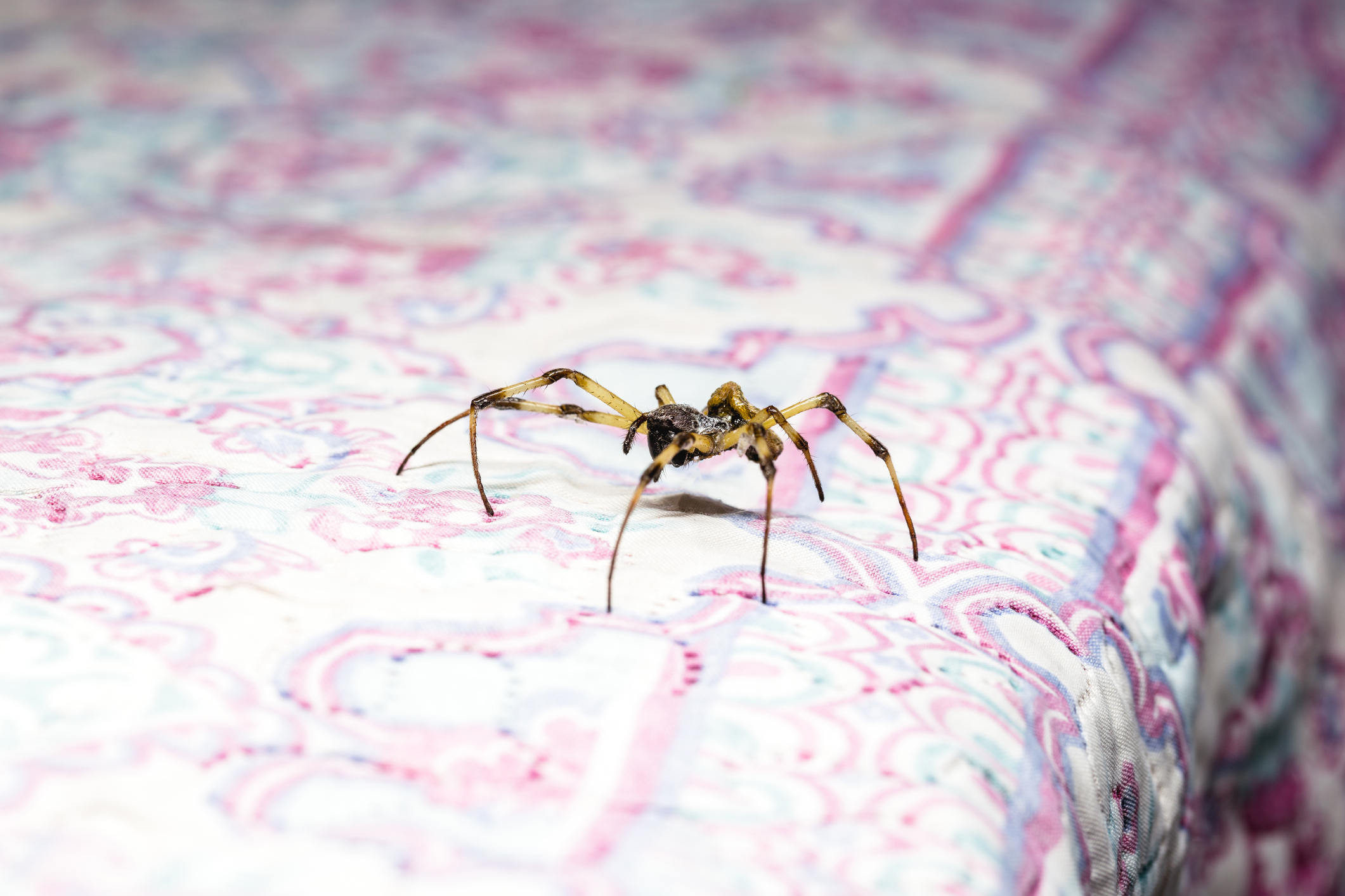 a spider on someone&#x27;s bed