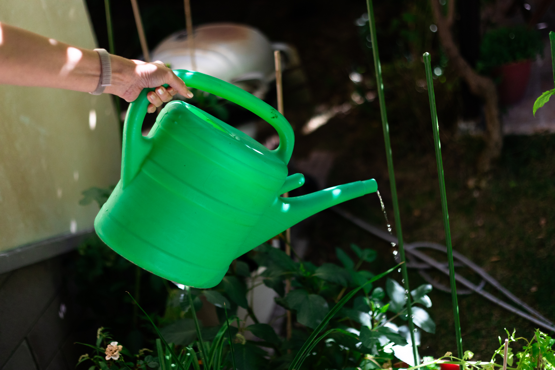 Someone using a green watering can to water plants