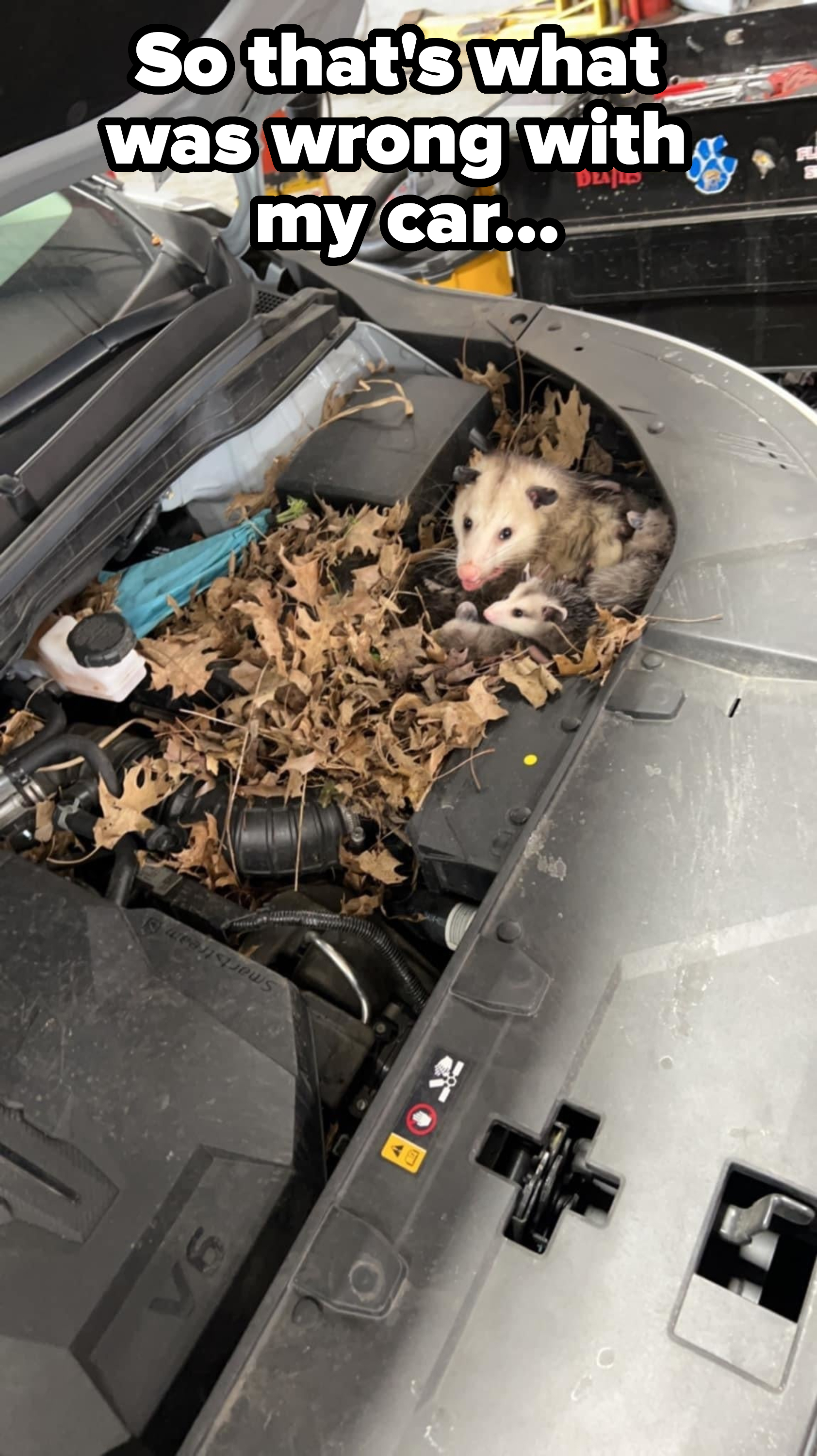 an opossum in someone&#x27;s engine