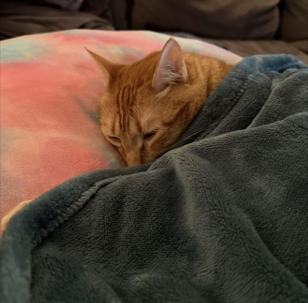 cat snuggled up under a heated blanket