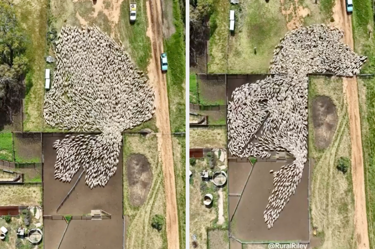 aerial view of sheep