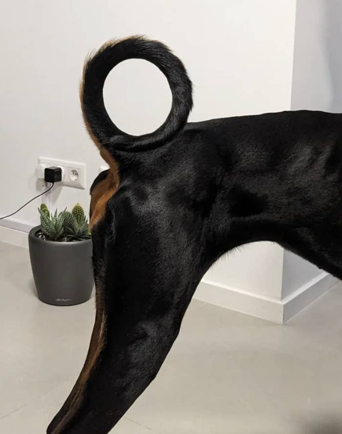 a circular tail