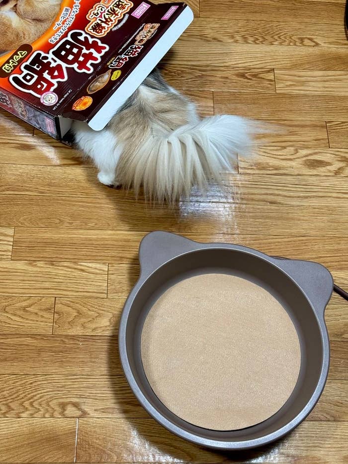 外箱に頭を突っ込む猫ちゃん