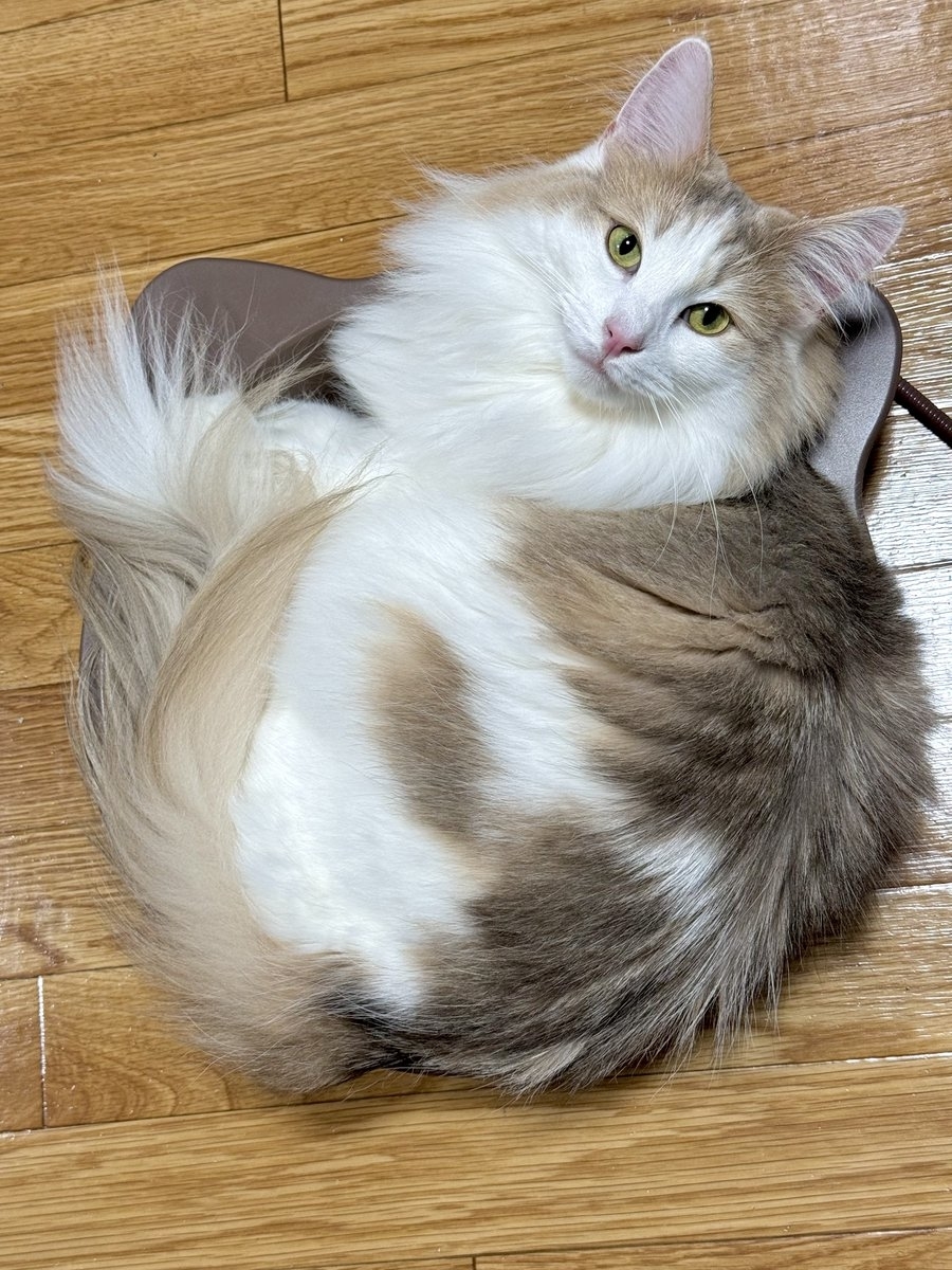 猫鍋に入る猫ちゃん