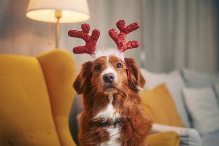Dog with costume of reindeer antlers. Funny portrait of happy Nova Scotia Duck Tolling Retriever waiting for Christmas.