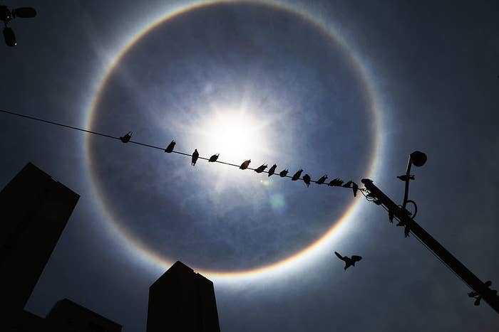 Birds in front of the sun