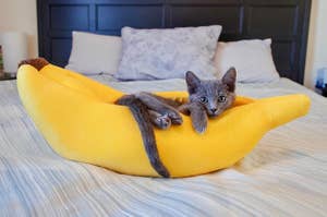 a cat in a banana bed