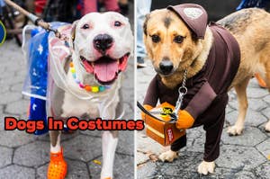 split image of two dogs on the left is a dog dressed as wonder woman and on the right is a dog dressed as a ups worker