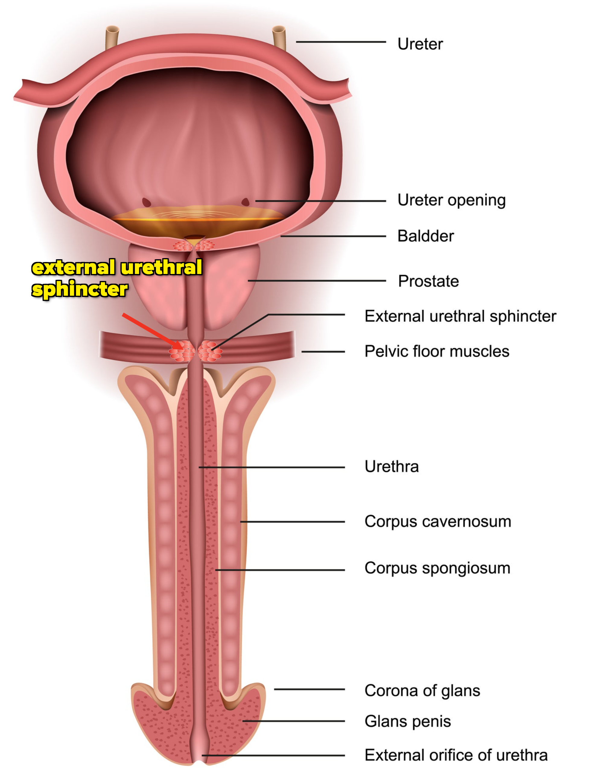 diagram of a penis