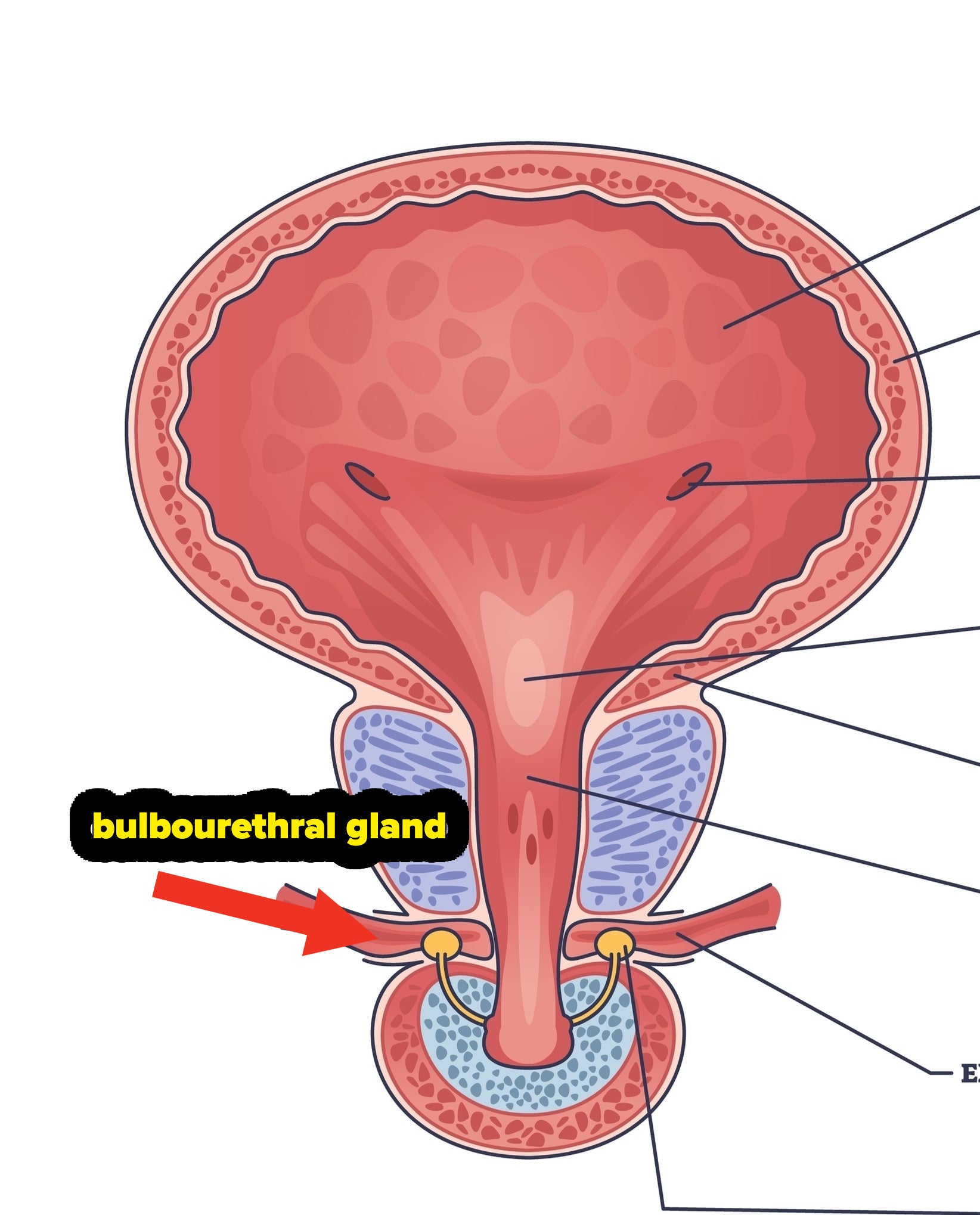 diagram of the bulbourethral gland