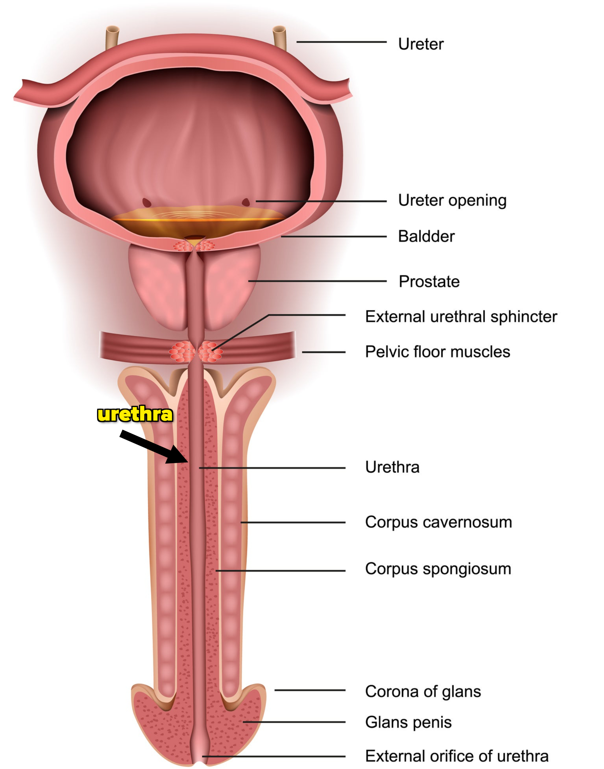 diagram of penis