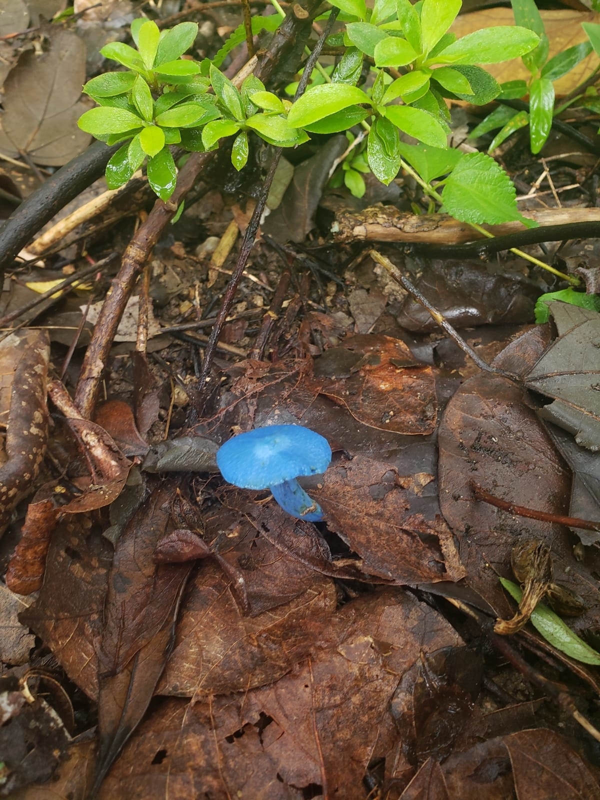 A blue mushroom growing in the soil