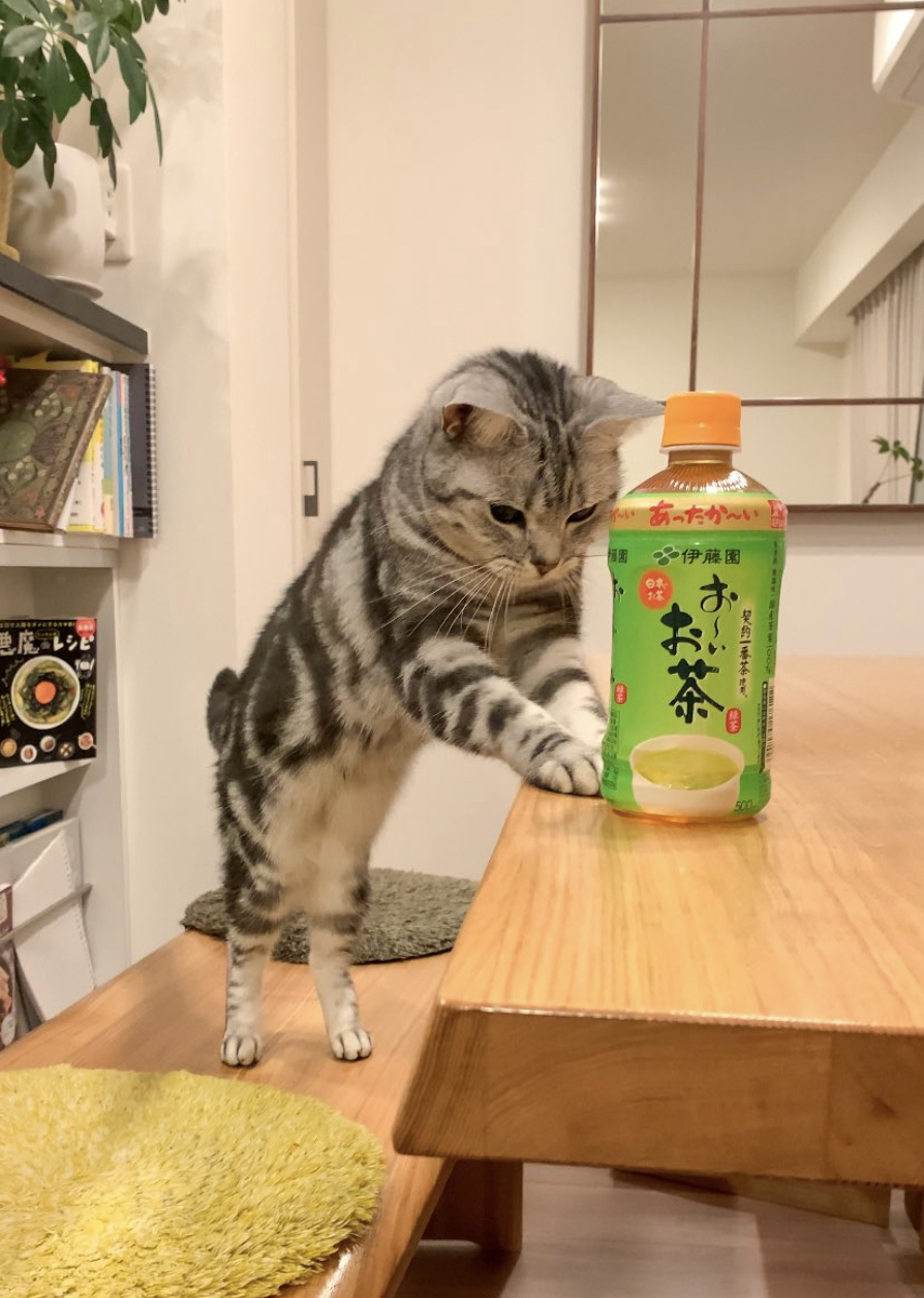 気配り上手なネッコ「温かいお茶でもどうぞ」スッ→「今日1番の癒やし