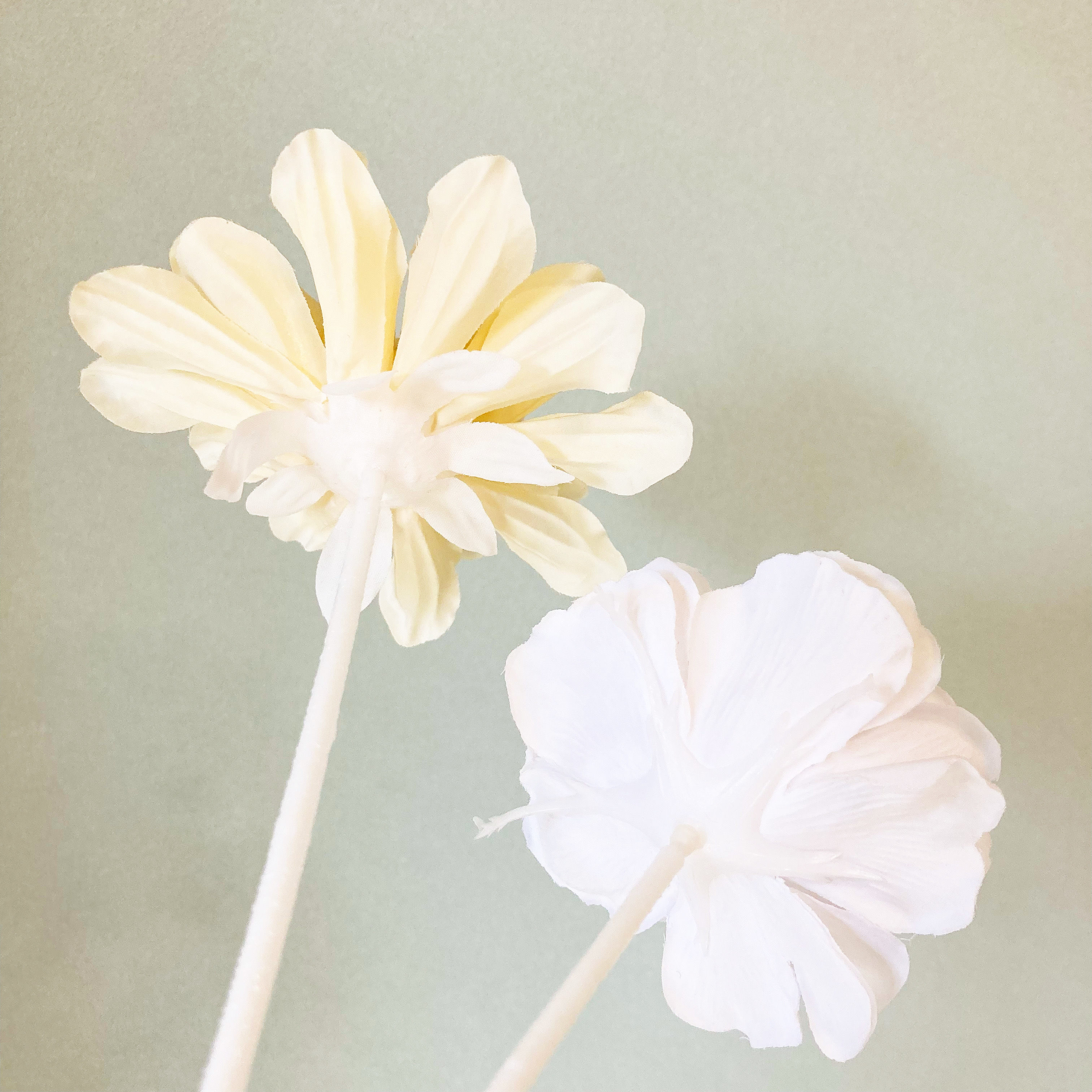 CanDo（キャンドゥ）の高見えインテリア「JFサヴォンフラワー スノーホワイト」「JFサヴォンフラワー コットンイエロー」