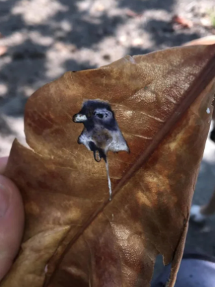 the poop looks like a painting of a pigeon left on a leaf