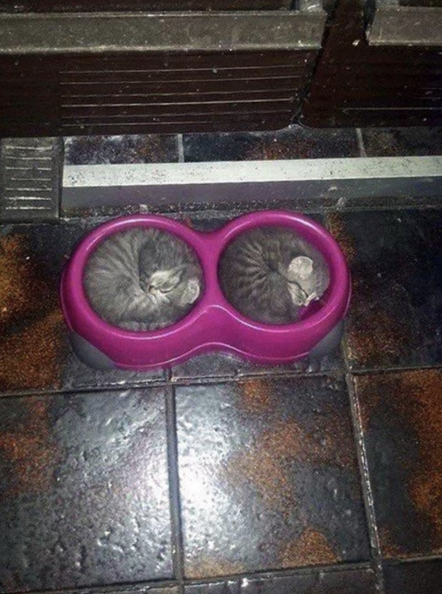 two kittens sleeping inside their food bowls