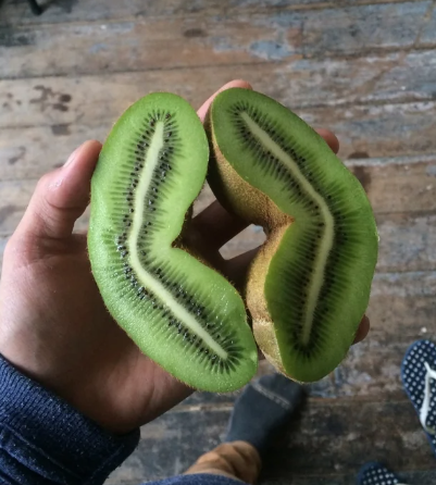 a giant kiwi