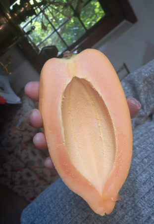 a pip-less papaya