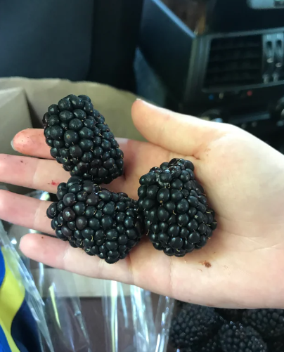 giant blackberries