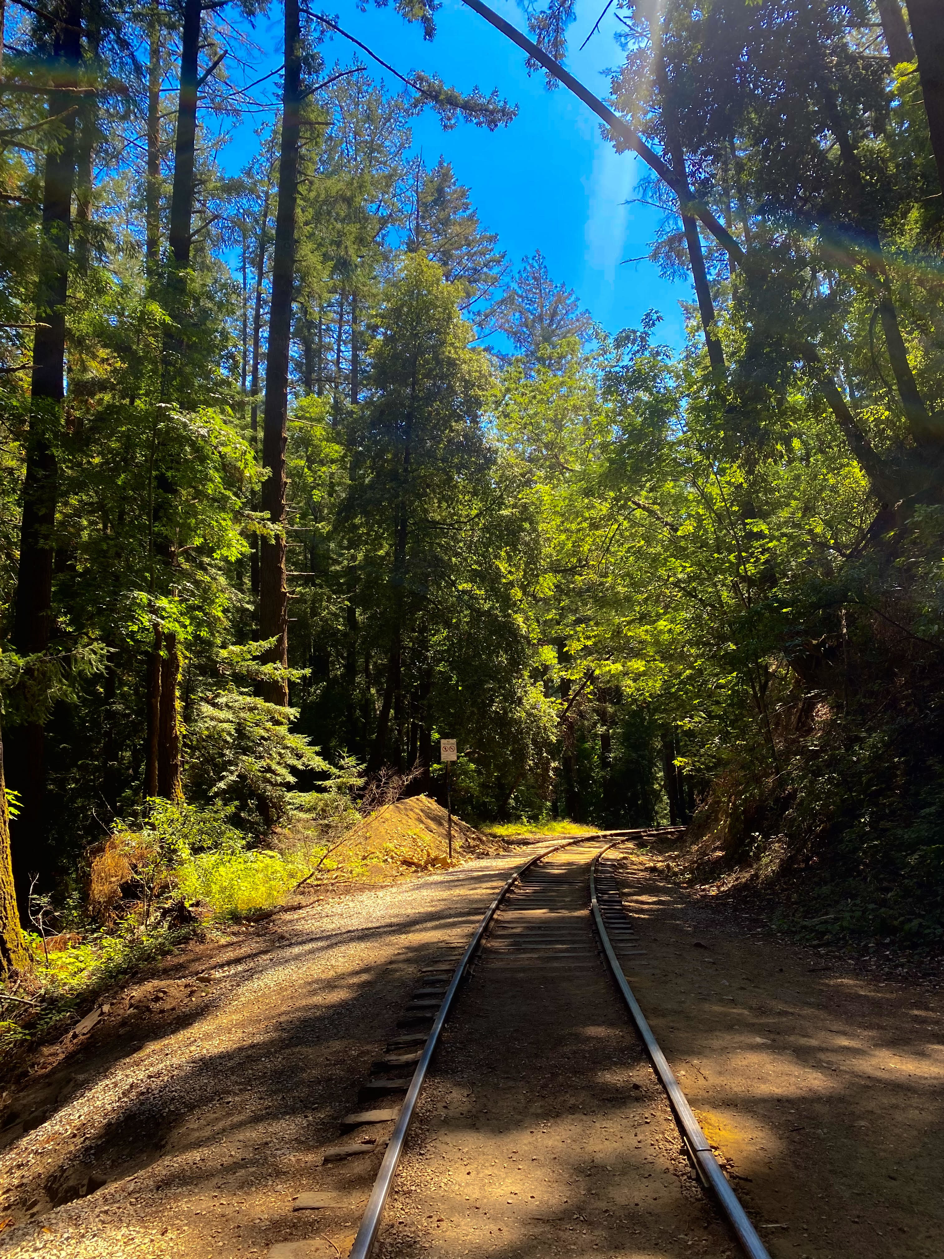 a railroad track in the middle of a lush forest on a sunny day