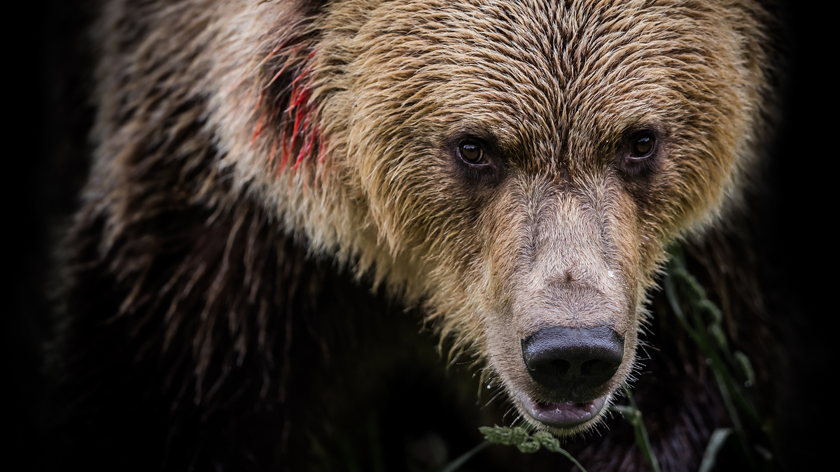 【動画】「もしも」クマと遭遇したら？ 歩行者と自転車、それぞれの対策を紹介したNHK公式アカウントの解説が分かりやすい