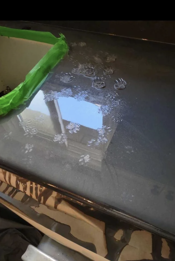 paw prints on the wet counter