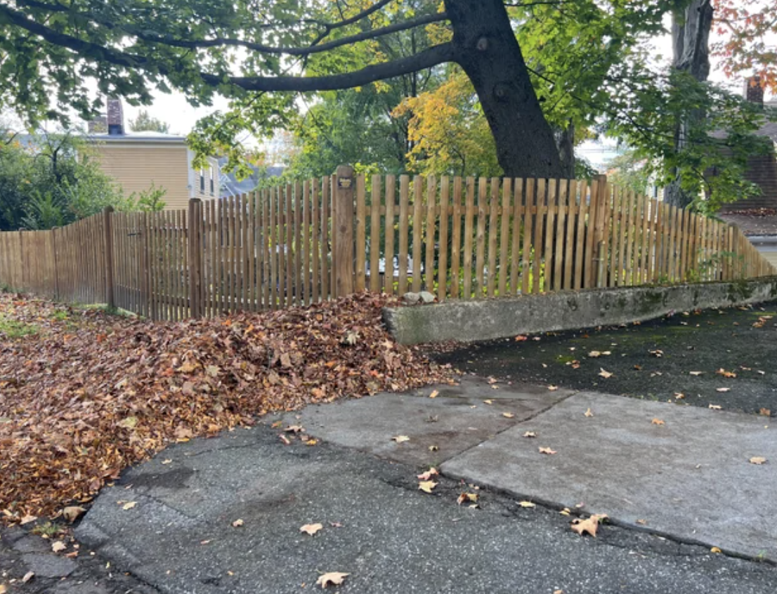 the leaves on their property