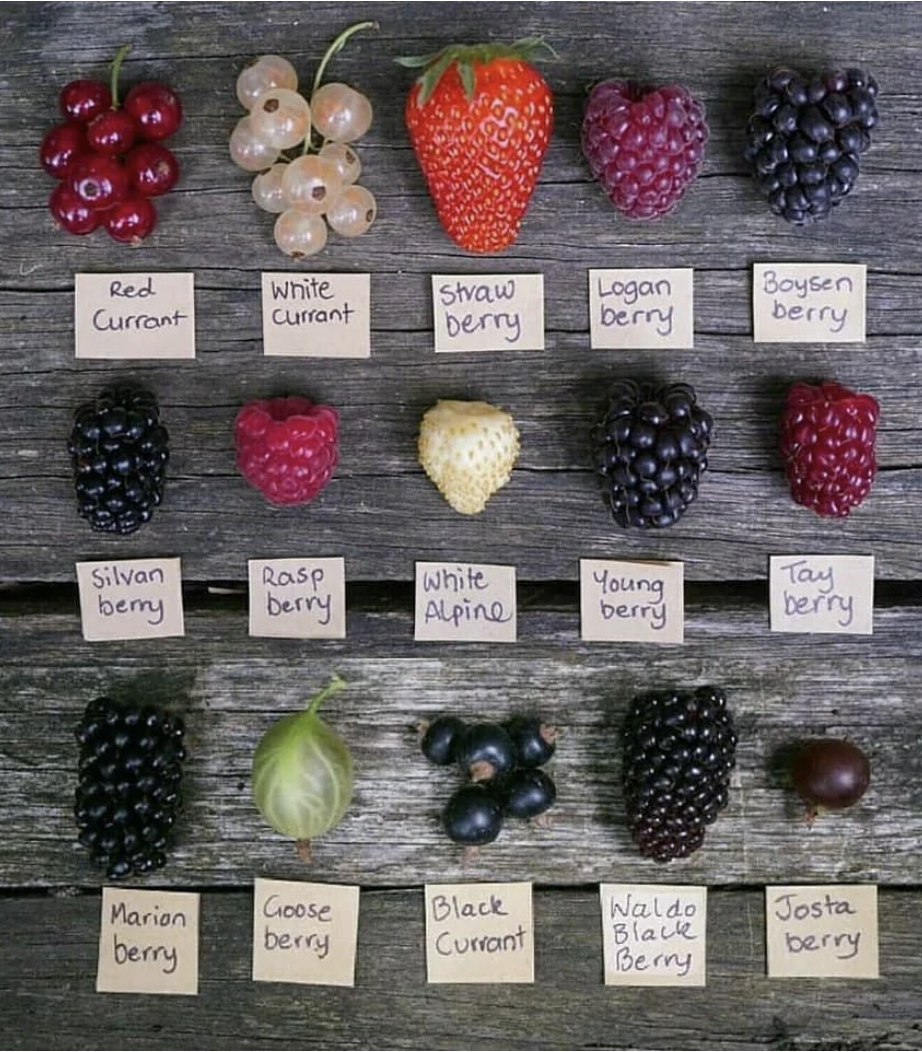 A berry chart