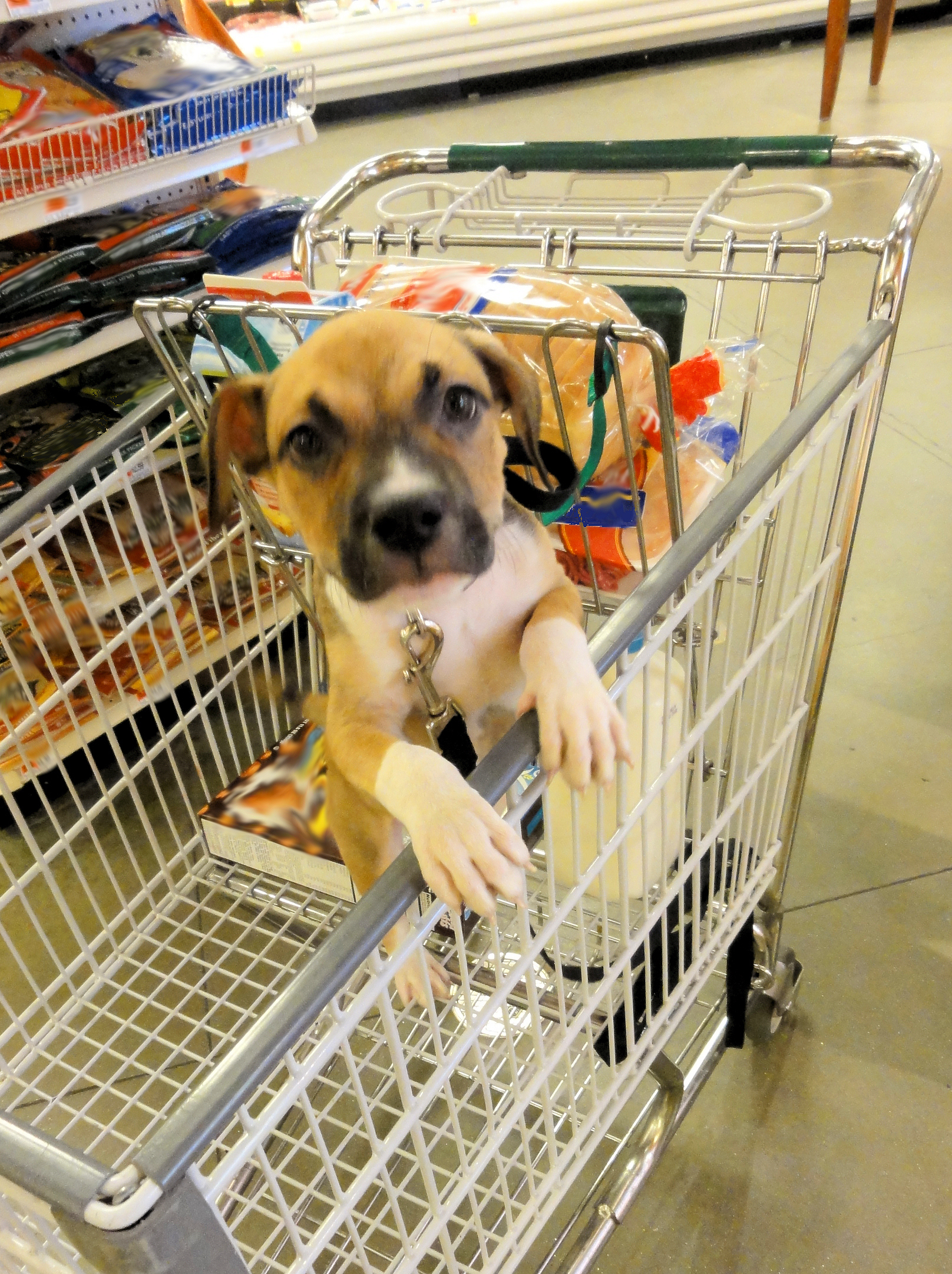 small dog in the cart at the grocery store