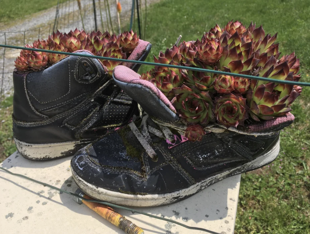 Old sneakers filled with succulents