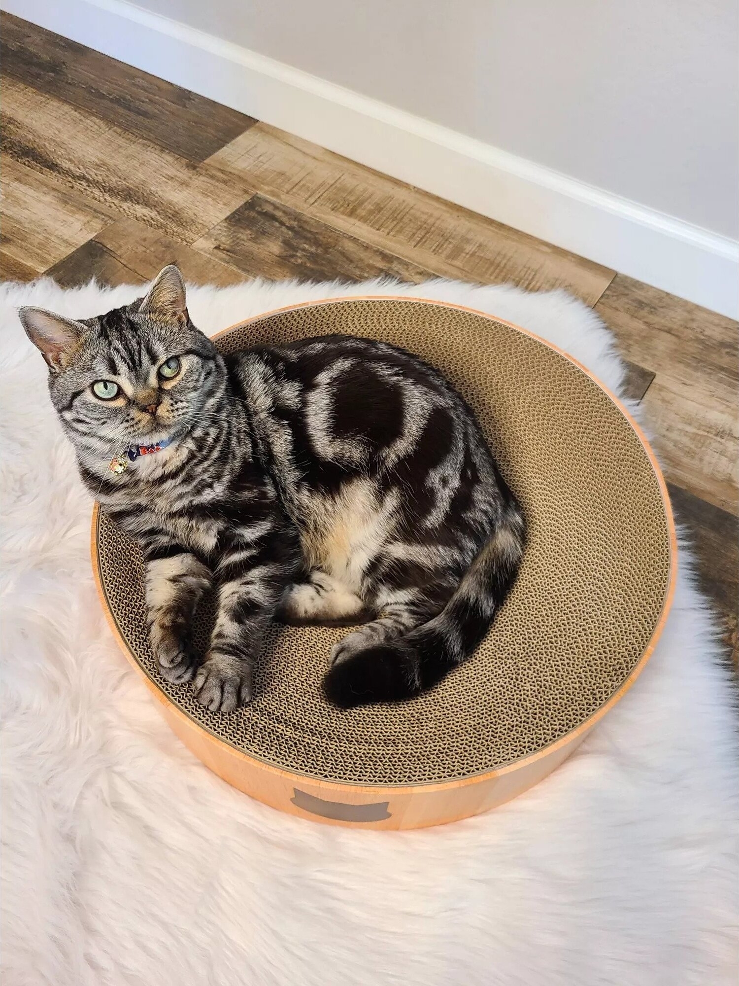 A cat lying in the circular shaped bed